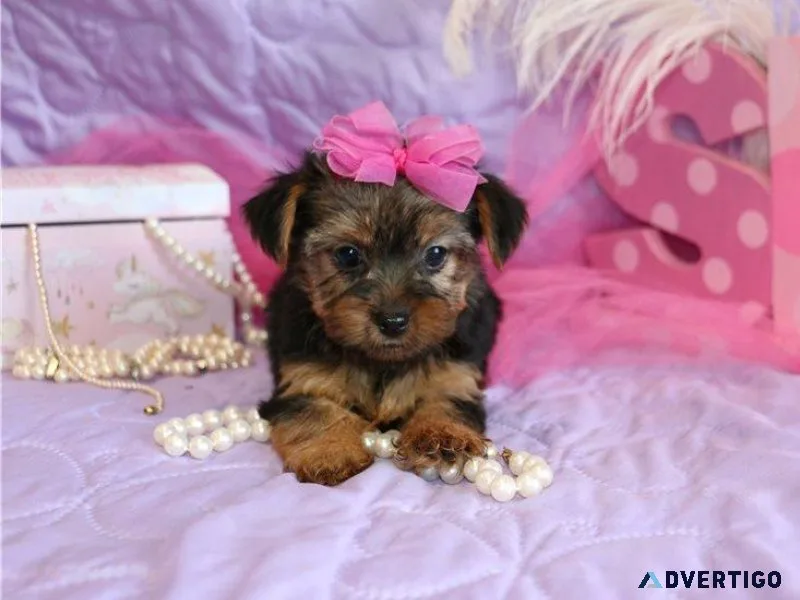 Yorkshire Terrier Puppies for sale