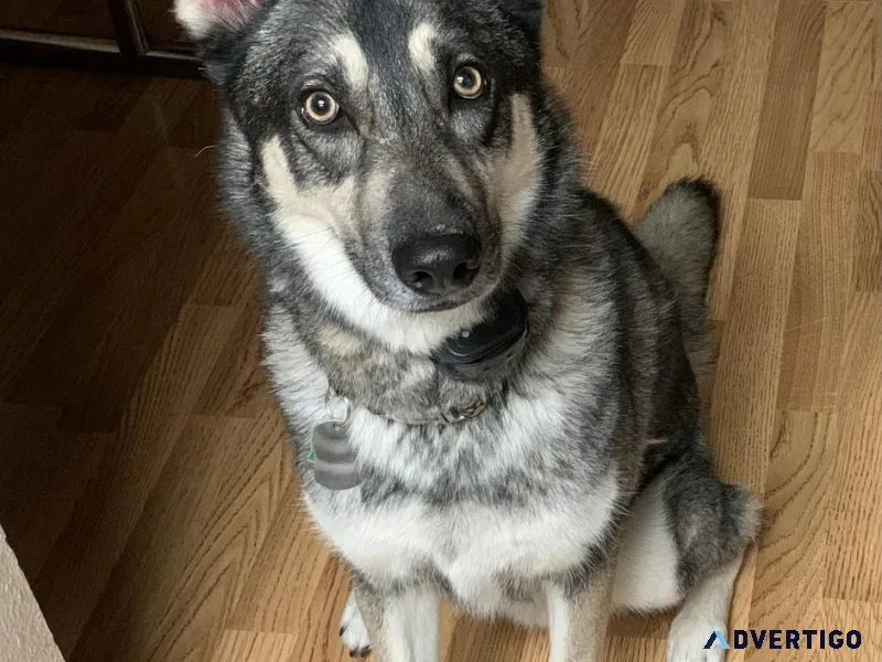 Giberian Shepsky