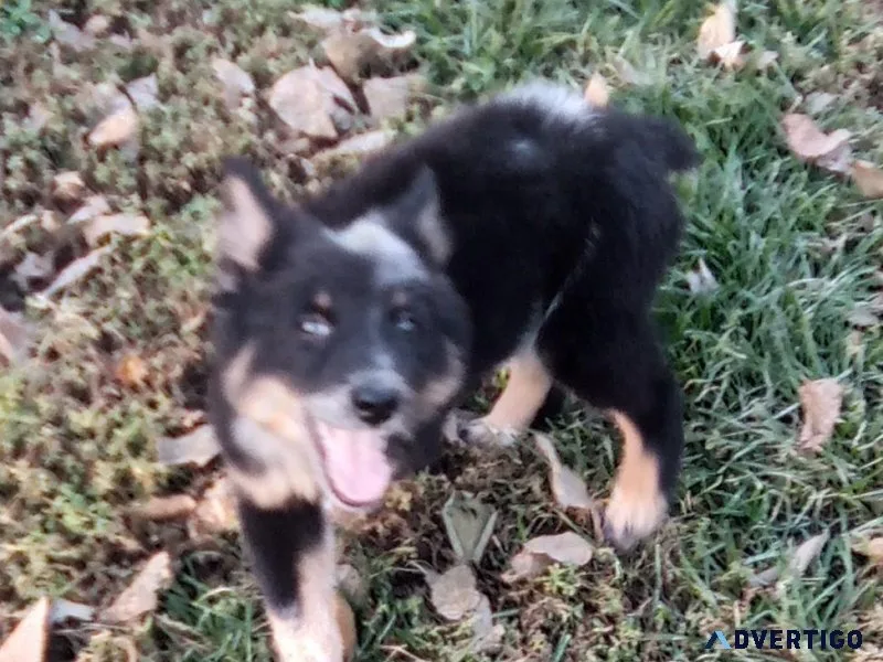 HeelerAussie mix puppies