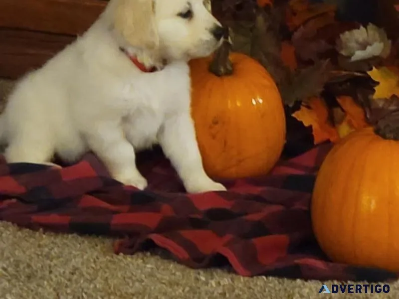 White Golden Retriever  puppies