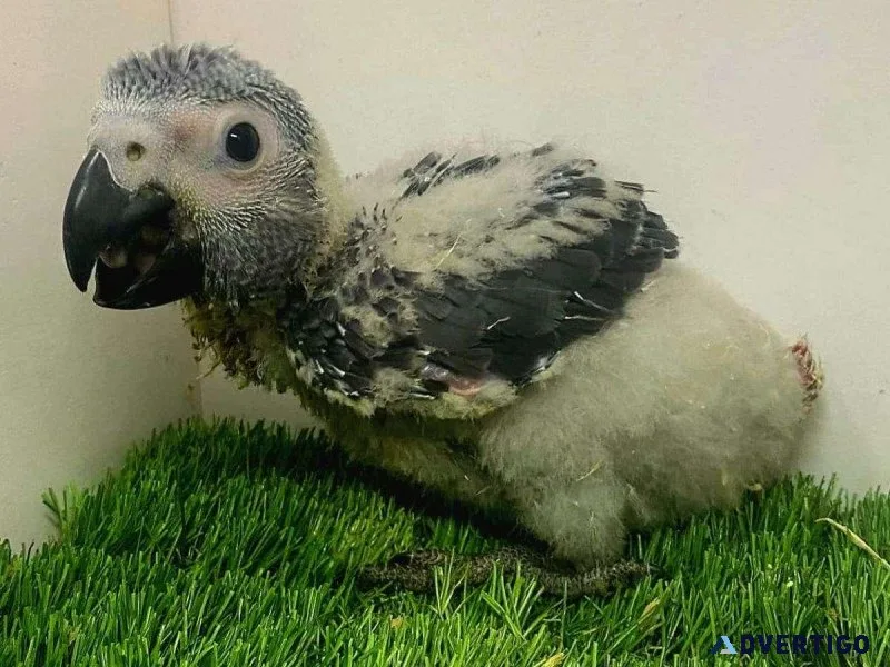 Babies African Grey Parrots for sale