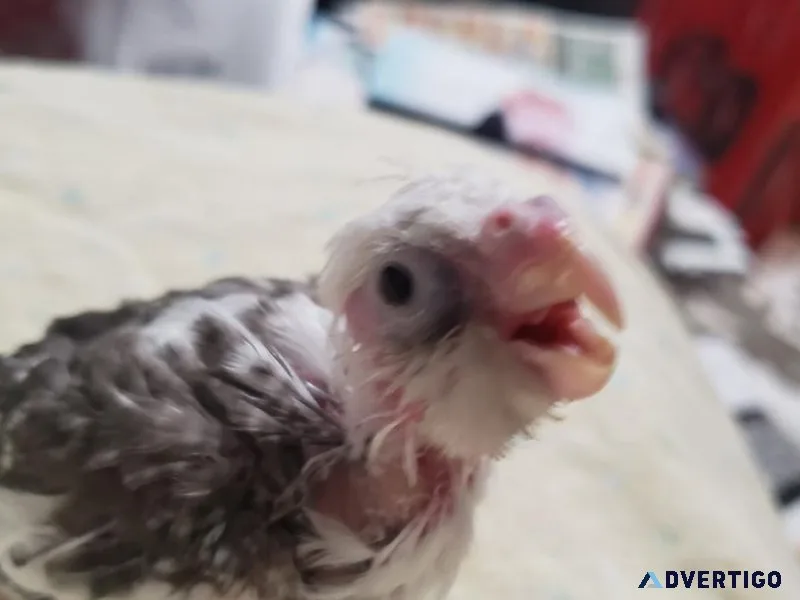 Bby wf cockatiels
