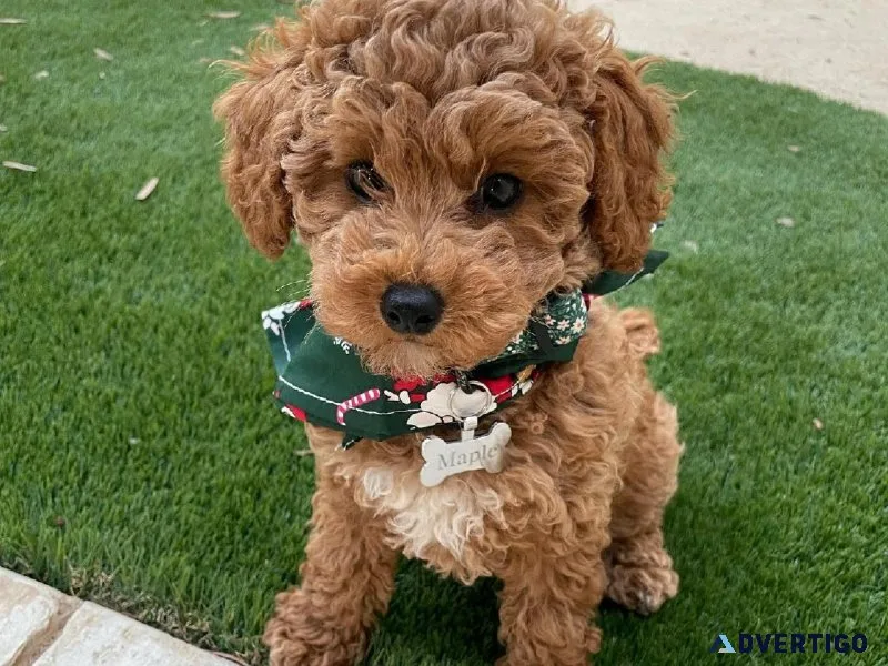 Mini poodle