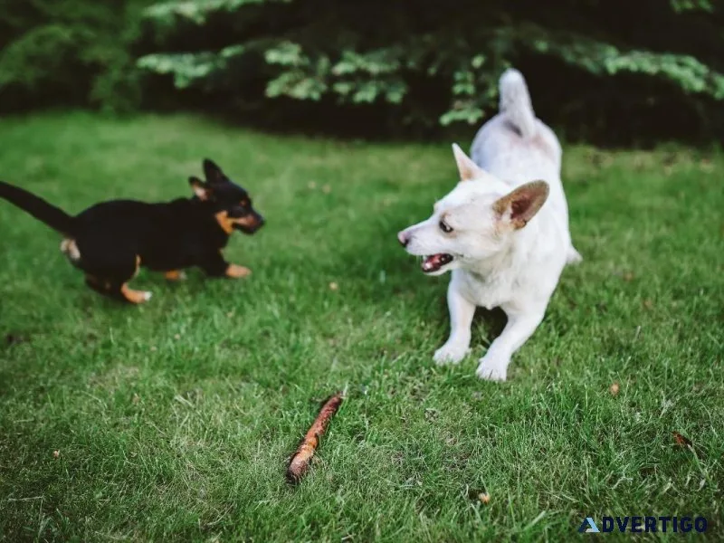 5 Fall Safety Tips for Pet Owners - Vet in Manlius NY