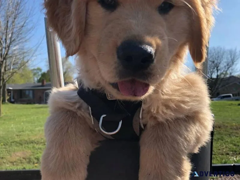Charming Golden Retriever puppies