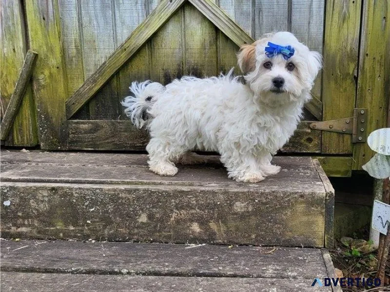 CKC Havachon puppies