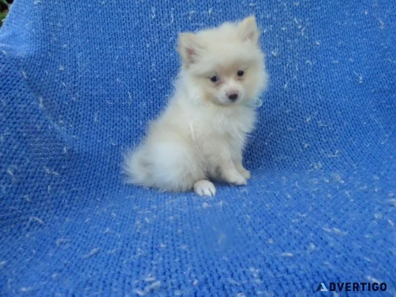 Adorable Pomeranian Puppies