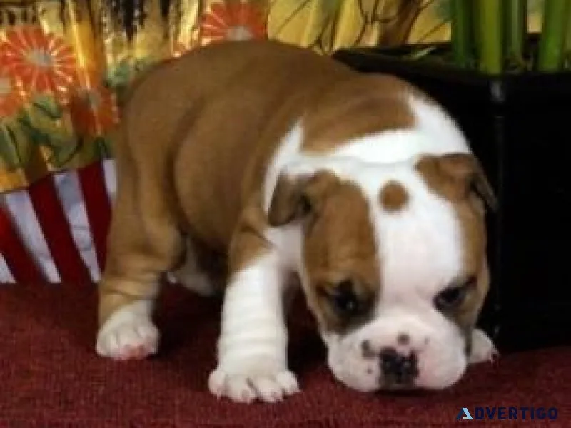 English Bulldog Pups for Adoption