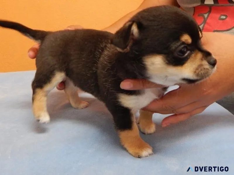 Adorable  Chihuahua puppies