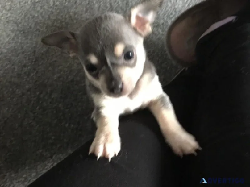 Available Chihuahua pups