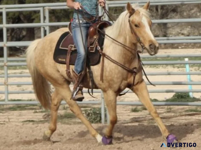 Stunning Handy Broke Dappled Palomino Mare