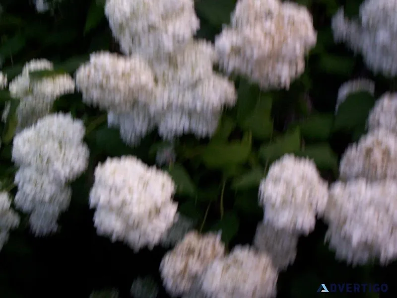 PLETHORA OF PERENNIALS