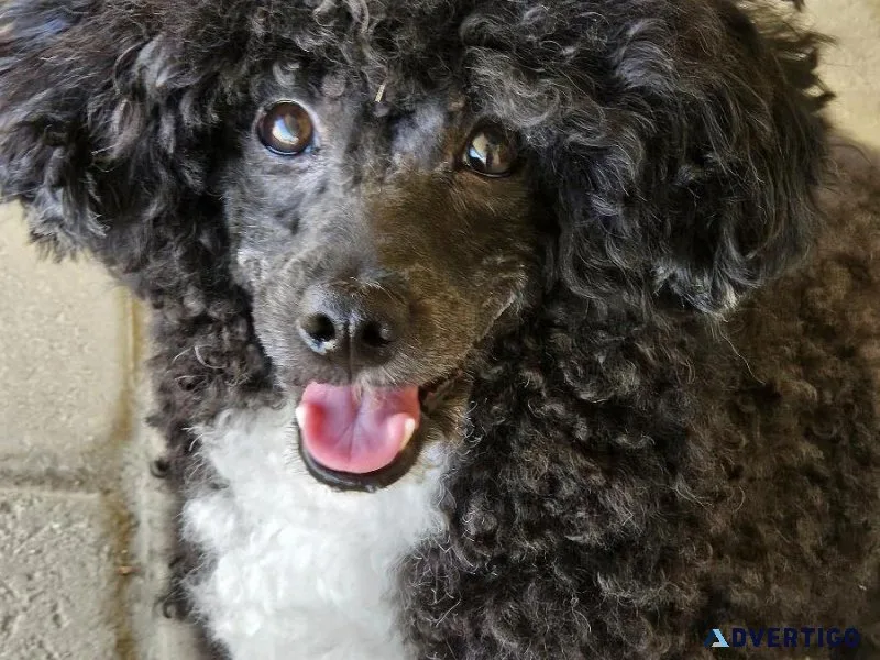 Toy poodle