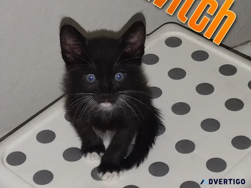2 Adorable kittens needs home ASAP