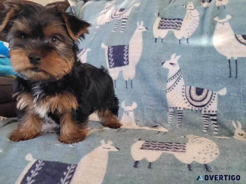 250 cUTE yORKIES Available for Adoption