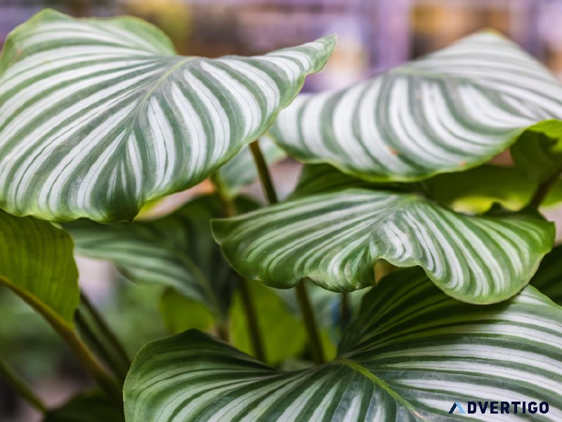 Can i get Calathea Vittata Plant Online