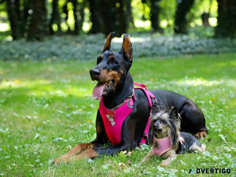 Poultry Care Tips - Pet Clinic in Clermont County