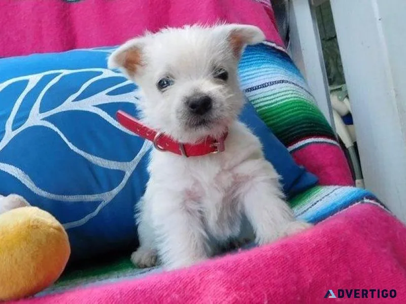 West Highland Terrier Puppies