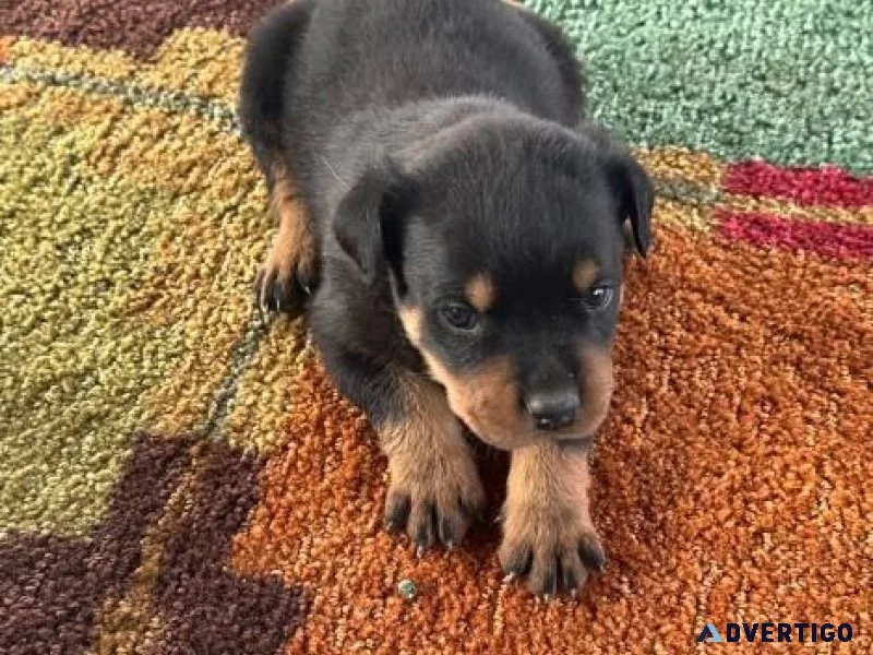 Rehoming Serbian Rottweiler