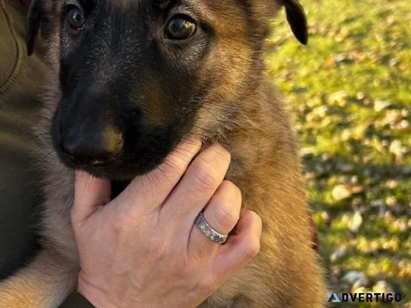 German shepherd puppies