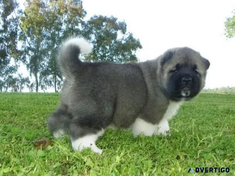 Akita Puppies For Sale