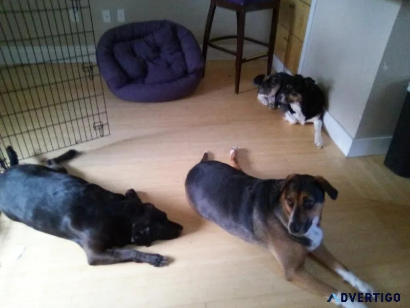 Looking For A Ride From Idaho To Utah 3 Dogs
