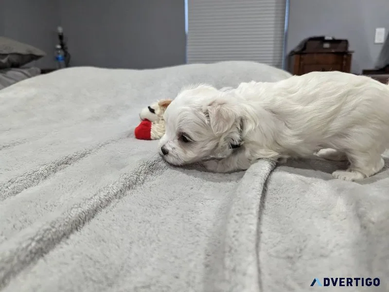 Extremely Maltese puppies