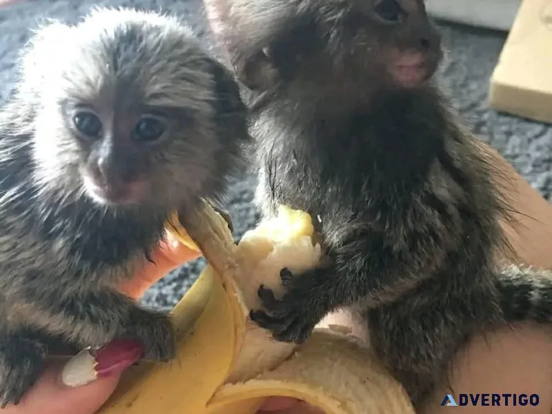 Lovely Male Marmosets Monkey
