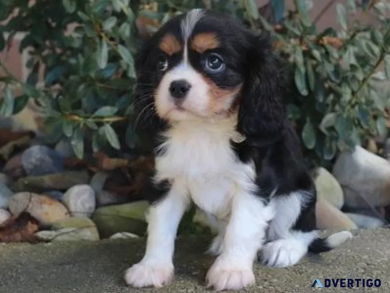 Awesome Cavalier King Charles Pups