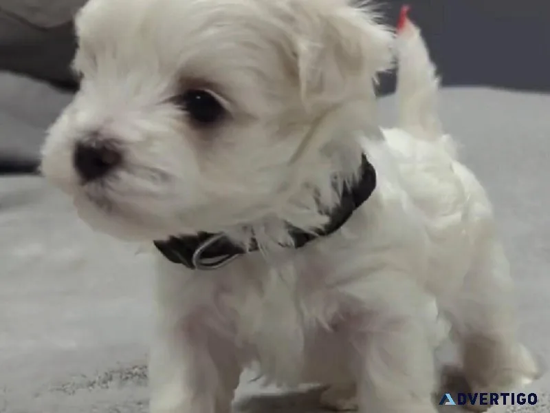 sweet Maltese puppies