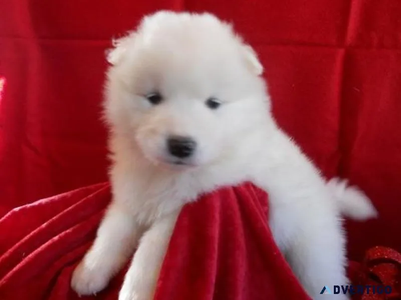 Well Trained Samoyed Puppies
