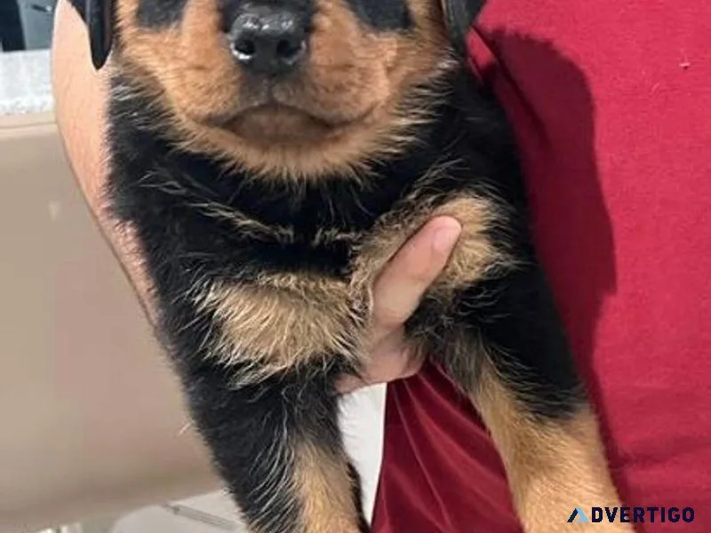 Rottweiler Puppies For Sale