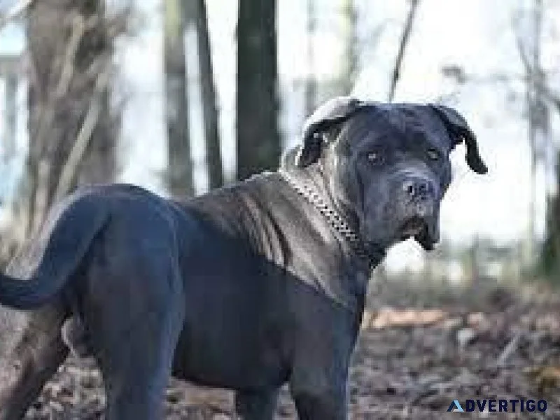 Cane Corso FOR SALE ....7300930479