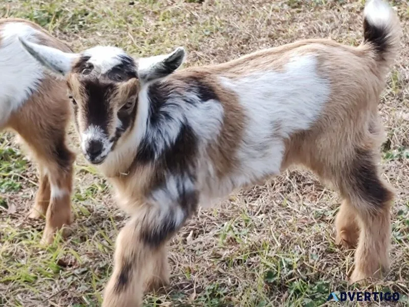 Free dwarf goats