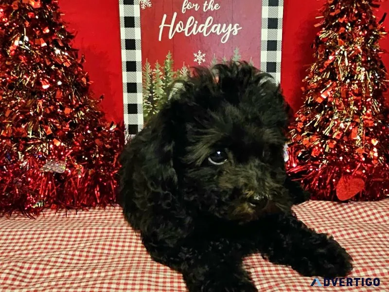 Toy poodle puppies