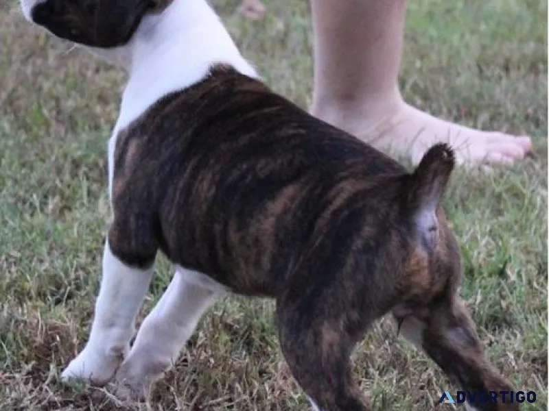 Male and female Boxer Puppies