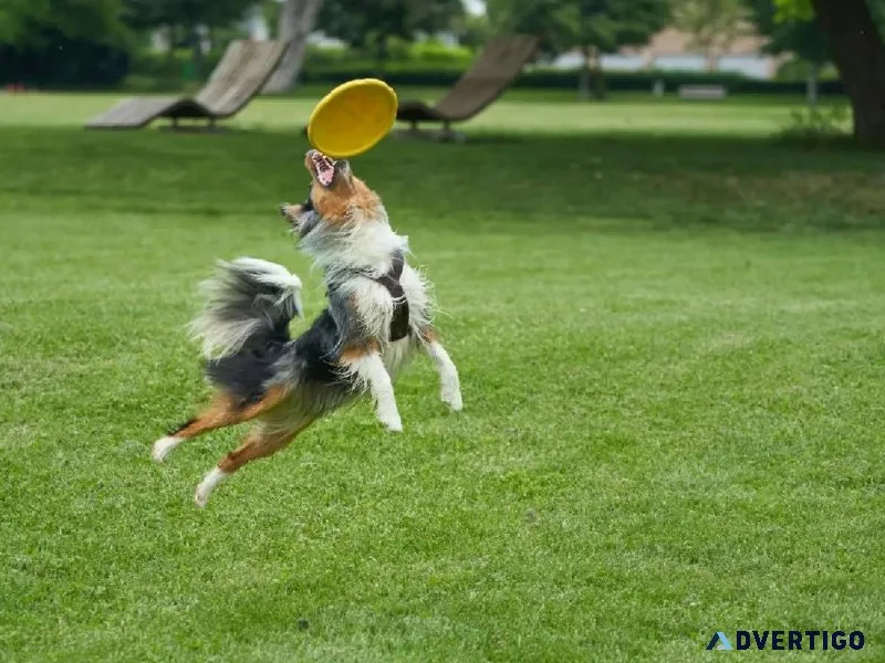 Back To School Pet Safety - Veterinarians in Cedar City UT