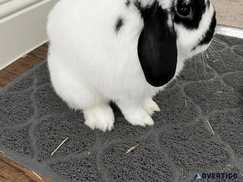 Holland Lop Male w supplies