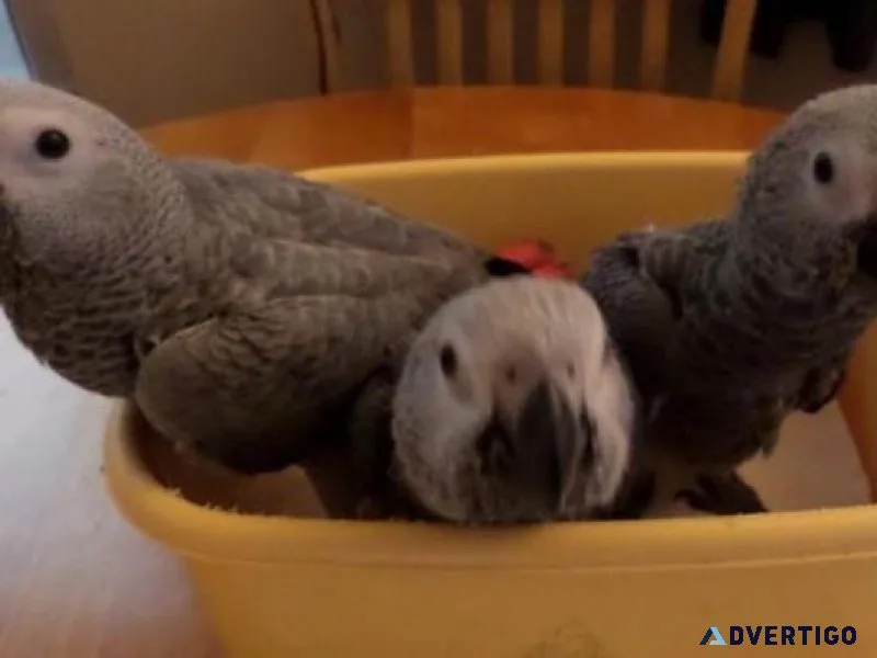 Most Adorable African Grey Parrots for sale.