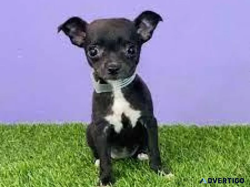 2 Well trained Chihuahua puppies