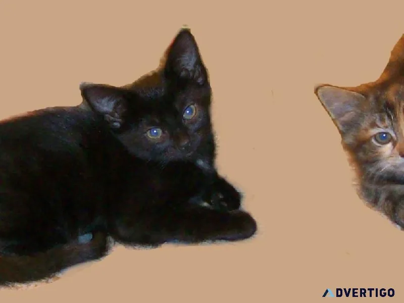 Two kittens need a good home