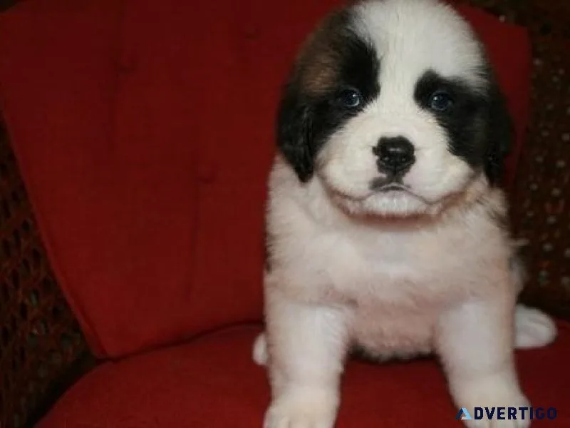 Saint Bernard Puppies