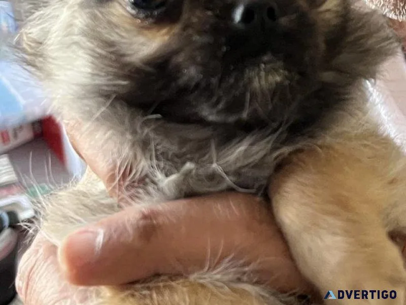 Very Very Tiny Playfull Chihuahua girl