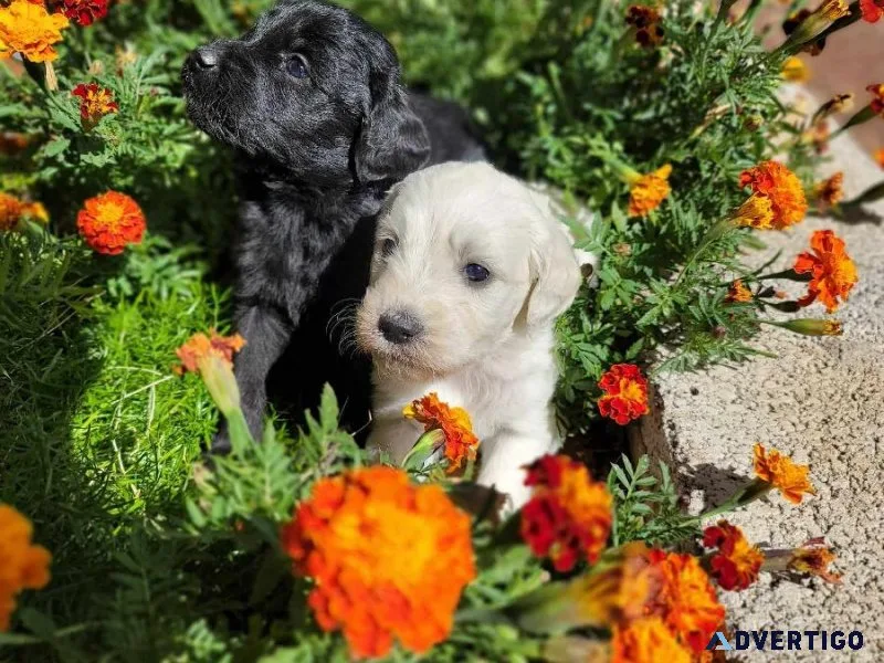 Goldendoodle