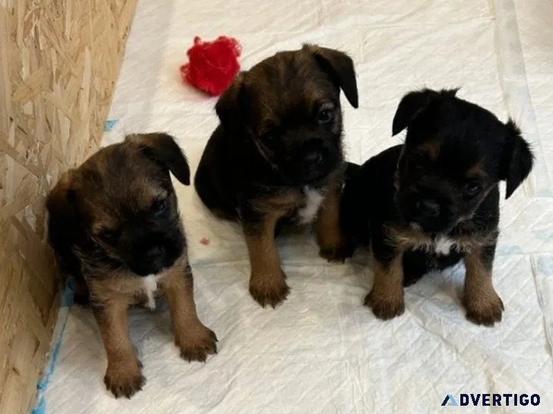 Border Terrier puppies