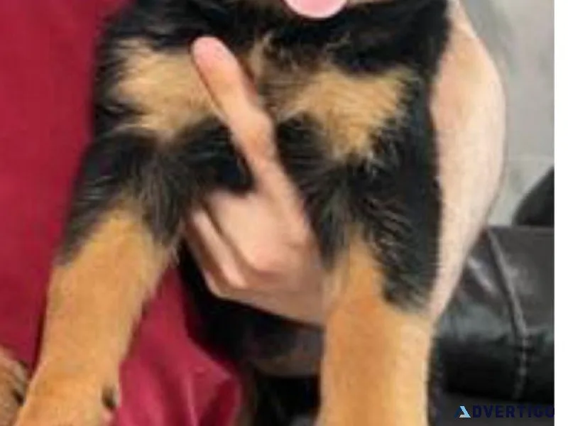 12 weeks old Rottweiler Puppies for Adoption