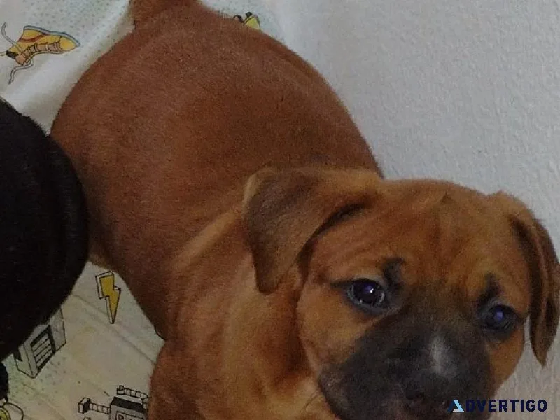 Bullmastiff Pitbull Lab puppy