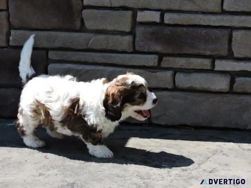 Home raised Cavachon puppies available