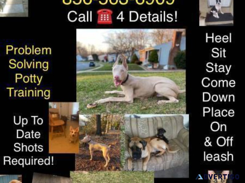 Canine Socialization Trainer