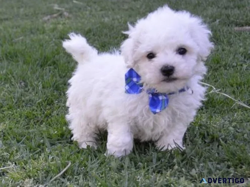 Male and Female Bichon Frise Puppies